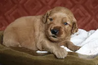 Alec, a male Golden Retriever for sale in Romulus, NY – 1 of 2