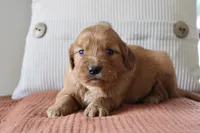 Tasha, a female Golden Retriever for sale in Romulus, NY – 3 of 4