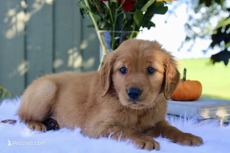 Akira – Golden Retriever puppy for sale in Romulus, NY