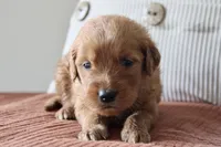 Toby, a male Golden Retriever for sale in Romulus, NY – 3 of 4