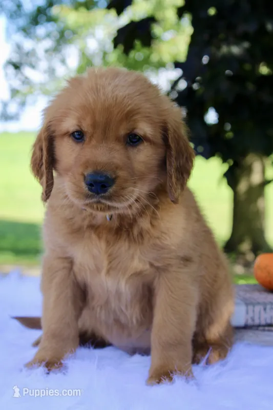 Asher – Golden Retriever puppy for sale in Romulus, NY