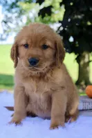 Asher, a male Golden Retriever for sale in Romulus, NY – 1 of 5