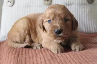 Tasha, a female Golden Retriever for sale in Romulus, NY – 4 of 4