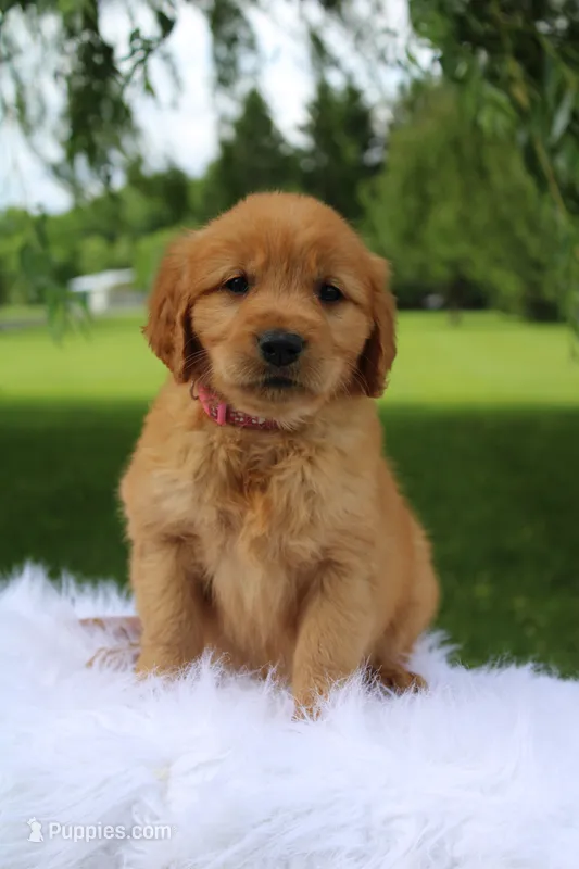 Khloe AKC – Golden Retriever puppy for sale in Romulus, NY