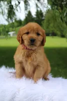 Khloe AKC, a female Golden Retriever for sale in Romulus, NY – 1 of 7