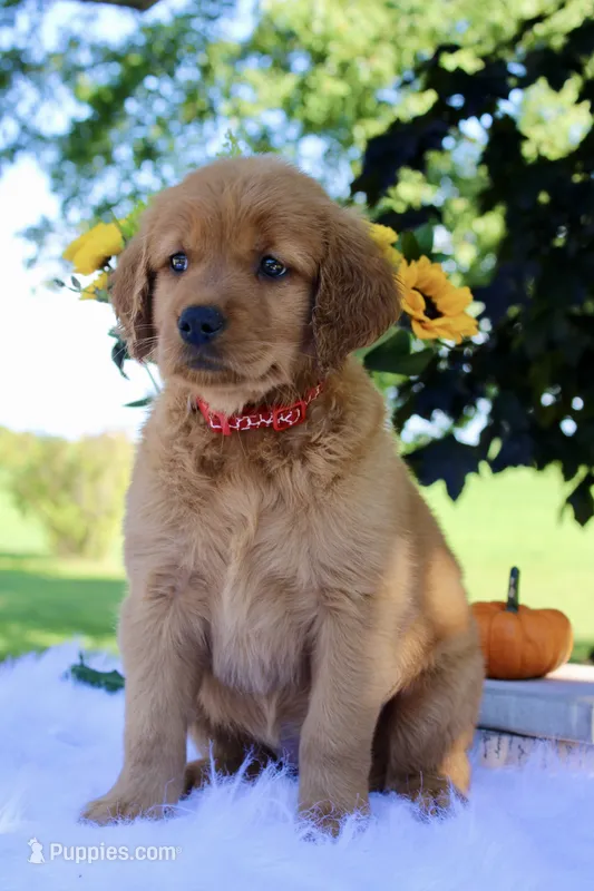 Autumn – Golden Retriever puppy for sale in Romulus, NY