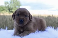 Tasha, a female Golden Retriever for sale in Romulus, NY – 2 of 4