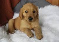 Koda, a male Golden Retriever for sale in Romulus, NY – 7 of 8