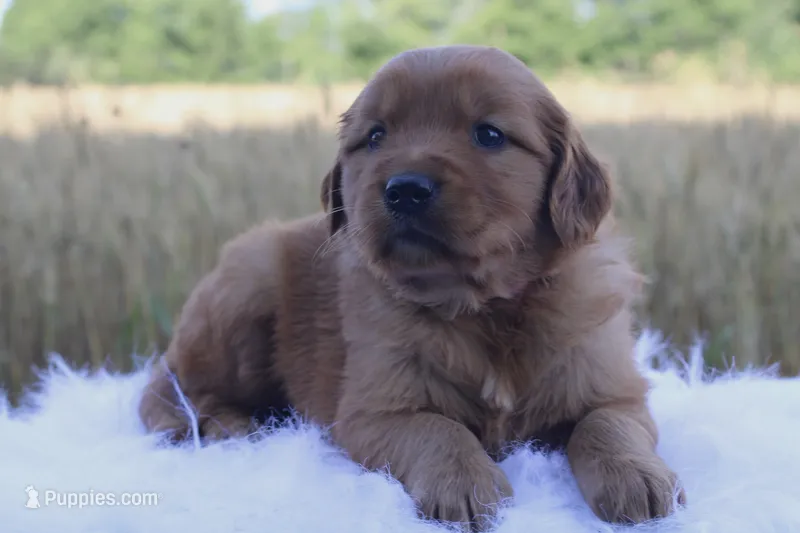 Tasha – Golden Retriever puppy for sale in Romulus, NY
