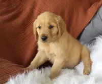Koda, a male Golden Retriever for sale in Romulus, NY – 5 of 8