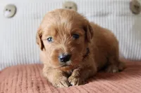 Toby, a male Golden Retriever for sale in Romulus, NY – 4 of 4