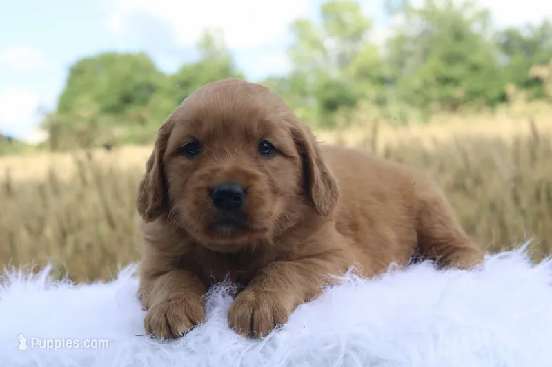Trixie – Golden Retriever puppy for sale in Romulus, NY