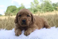 Trixie, a female Golden Retriever for sale in Romulus, NY – 1 of 4