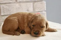 Khloe AKC, a female Golden Retriever for sale in Romulus, NY – 7 of 7