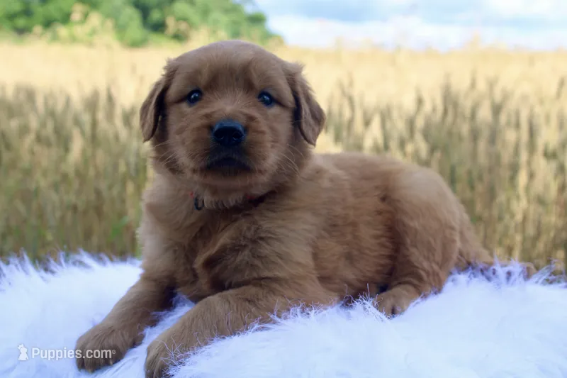 Tucker – Golden Retriever puppy for sale in Romulus, NY