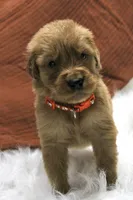 Kip AKC, a male Golden Retriever for sale in Romulus, NY – 5 of 7