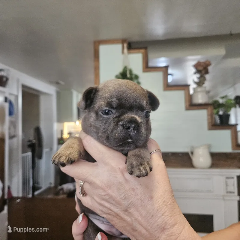 Milo – French Bulldog puppy for sale in Fairview, MO