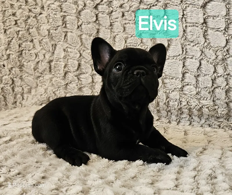 Elvis – French Bulldog puppy for sale in Fairview, MO