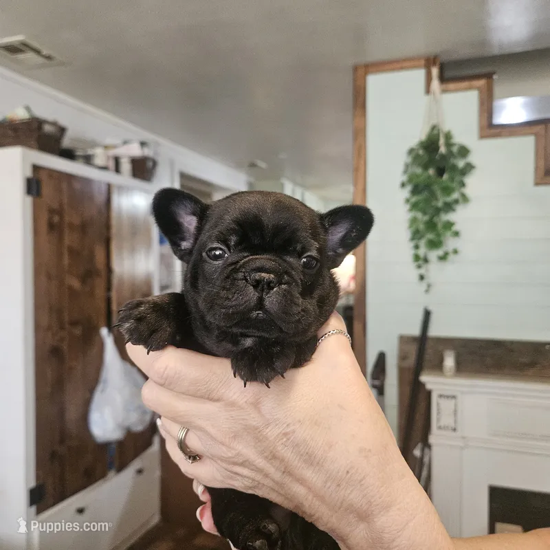 Elvis – French Bulldog puppy for sale in Fairview, MO