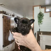 Elvis, a  French Bulldog for sale in Fairview, MO – 1 of 1