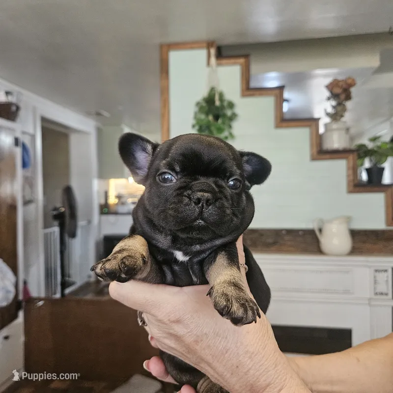 Tug – French Bulldog puppy for sale in Fairview, MO
