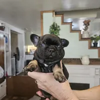 Tug, a  French Bulldog for sale in Fairview, MO – 1 of 1