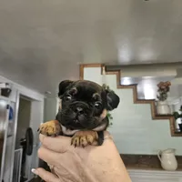 Priscilla , a female French Bulldog for sale in Fairview, MO – 1 of 1