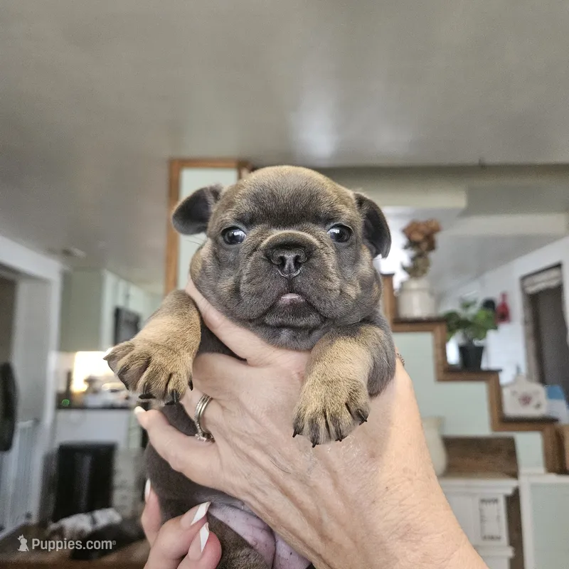 Grettie – French Bulldog puppy for sale in Fairview, MO