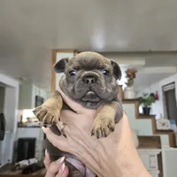 Grettie, a  French Bulldog for sale in Fairview, MO – 1 of 1