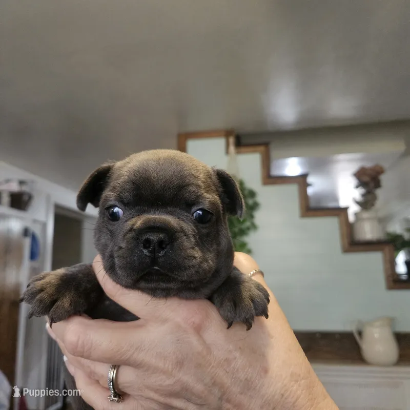 Dottie  – French Bulldog puppy for sale in Fairview, MO