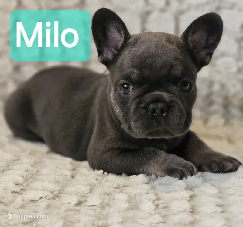 Milo – French Bulldog puppy for sale in Fairview, MO