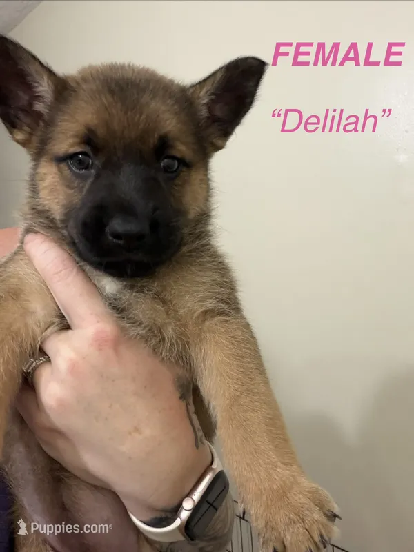 Delilah – German Shepherd Dog, Siberian Husky puppy for sale in Elyria, OH