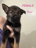 Rue, a female German Shepherd Dog and Siberian Husky for sale in Elyria, OH – 1 of 1