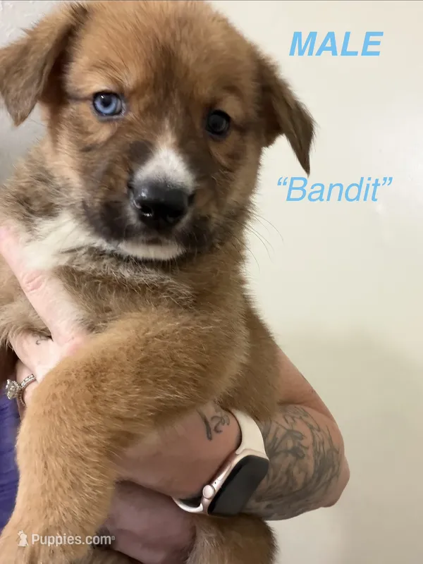 Bandit – German Shepherd Dog, Siberian Husky puppy for sale in Elyria, OH
