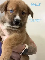 Bandit, a male German Shepherd Dog and Siberian Husky for sale in Elyria, OH – 1 of 1