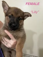 Lilly, a female German Shepherd Dog and Siberian Husky for sale in Elyria, OH – 1 of 1