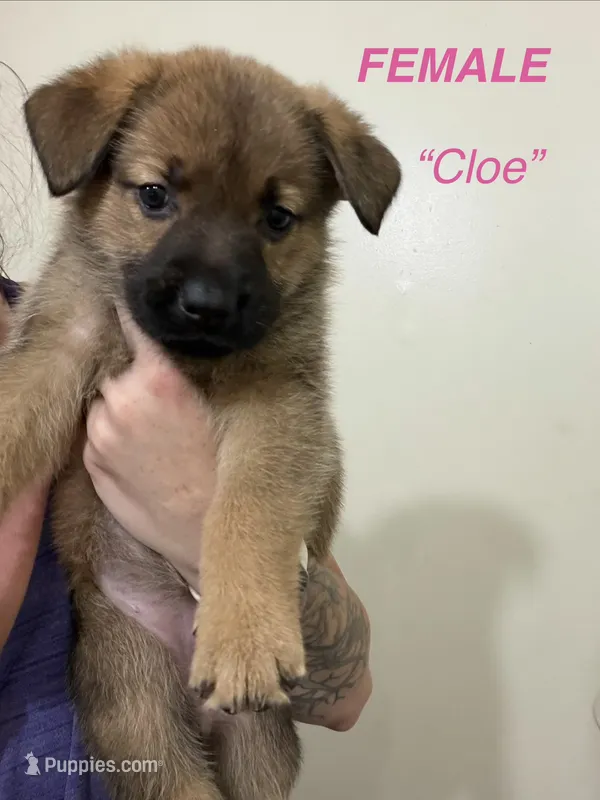 Cloe – German Shepherd Dog, Siberian Husky puppy for sale in Elyria, OH