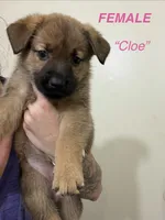 Cloe, a female German Shepherd Dog and Siberian Husky for sale in Elyria, OH – 1 of 1