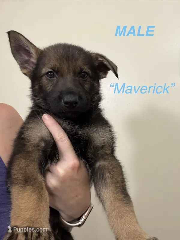 Maverick – German Shepherd Dog, Siberian Husky puppy for sale in Elyria, OH