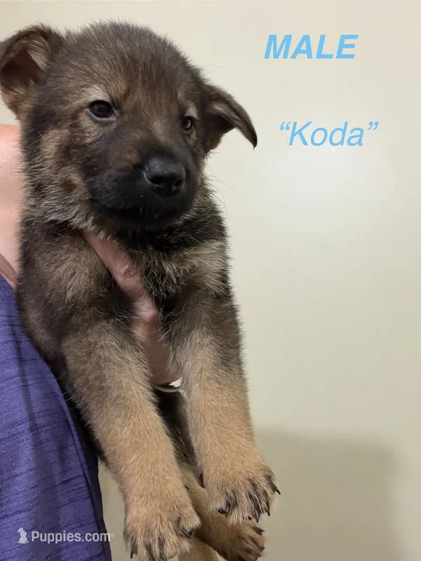 Koda – German Shepherd Dog, Siberian Husky puppy for sale in Elyria, OH