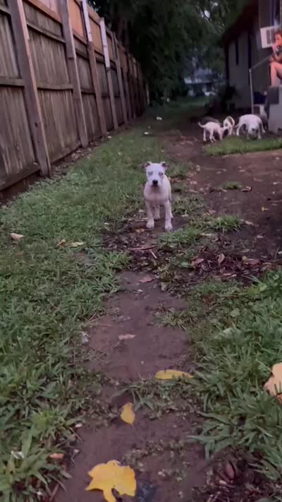 All, a male American Bully and American Pit Bull Terrier for sale in Jackson, TN – 1 of 1