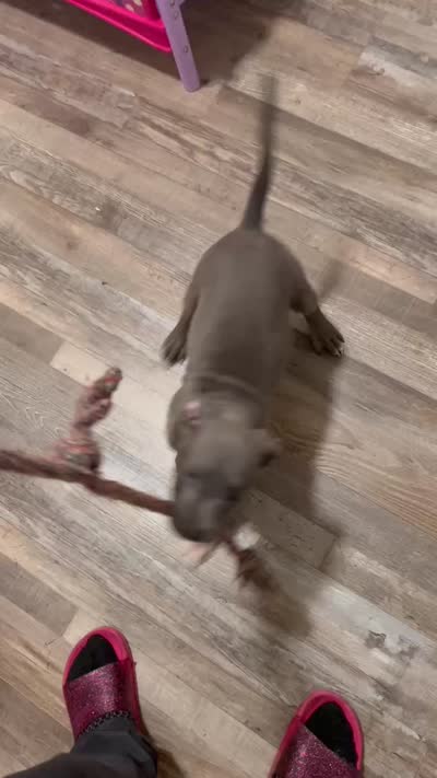 Big daddy, a male American Bully and American Pit Bull Terrier for sale in Jackson, TN – 1 of 2