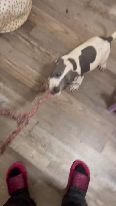 Zeus, a male American Bully and American Pit Bull Terrier for sale in Jackson, TN – 1 of 2