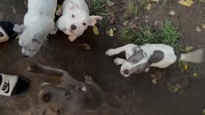 Zeus, a male American Bully and American Pit Bull Terrier for sale in Jackson, TN – 2 of 2