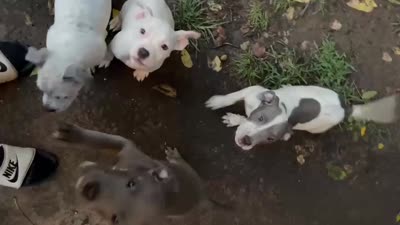Big daddy, a male American Bully and American Pit Bull Terrier for sale in Jackson, TN – 2 of 2