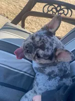 Maximus , a male French Bulldog for sale in Sterling, KS – 7 of 9