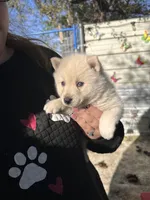 Shila, a female Alaskan Klee Kai for sale in Sterling, KS – 3 of 4