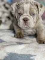 LilacTanMerle, a female English Bulldog for sale in Sterling, KS – Photo 5 of 7