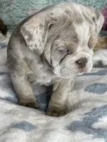 LilacTanMerle, a female English Bulldog for sale in Sterling, KS – Photo 6 of 7