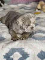 LilacTanMerle, a female English Bulldog for sale in Sterling, KS – Photo 4 of 7